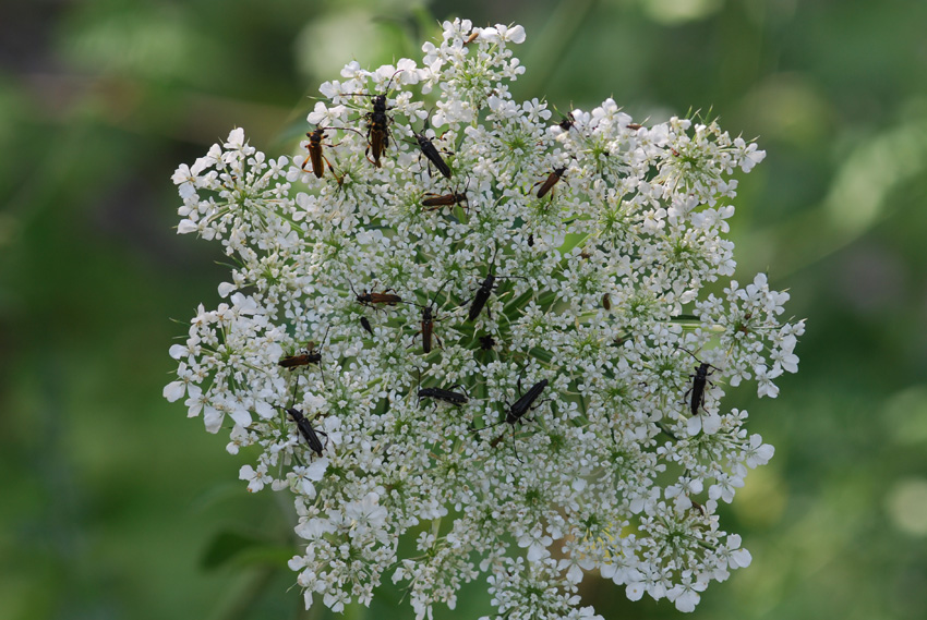 tanti coleotteri 1